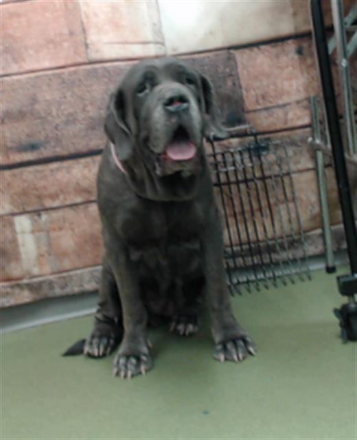 Petfinder mastiff hot sale