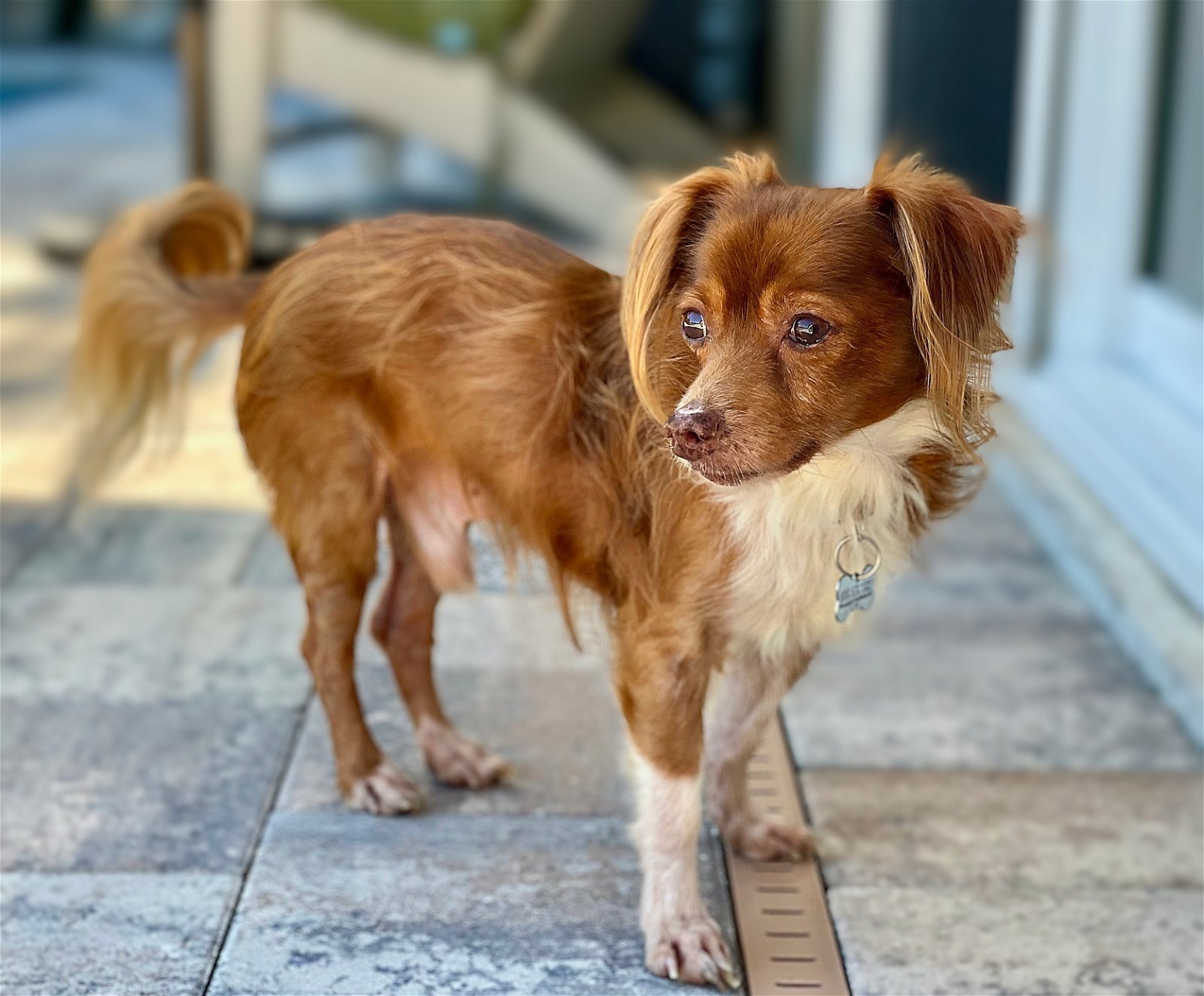 Bobby, an adoptable Papillon in Tampa, FL, 33611 | Photo Image 1