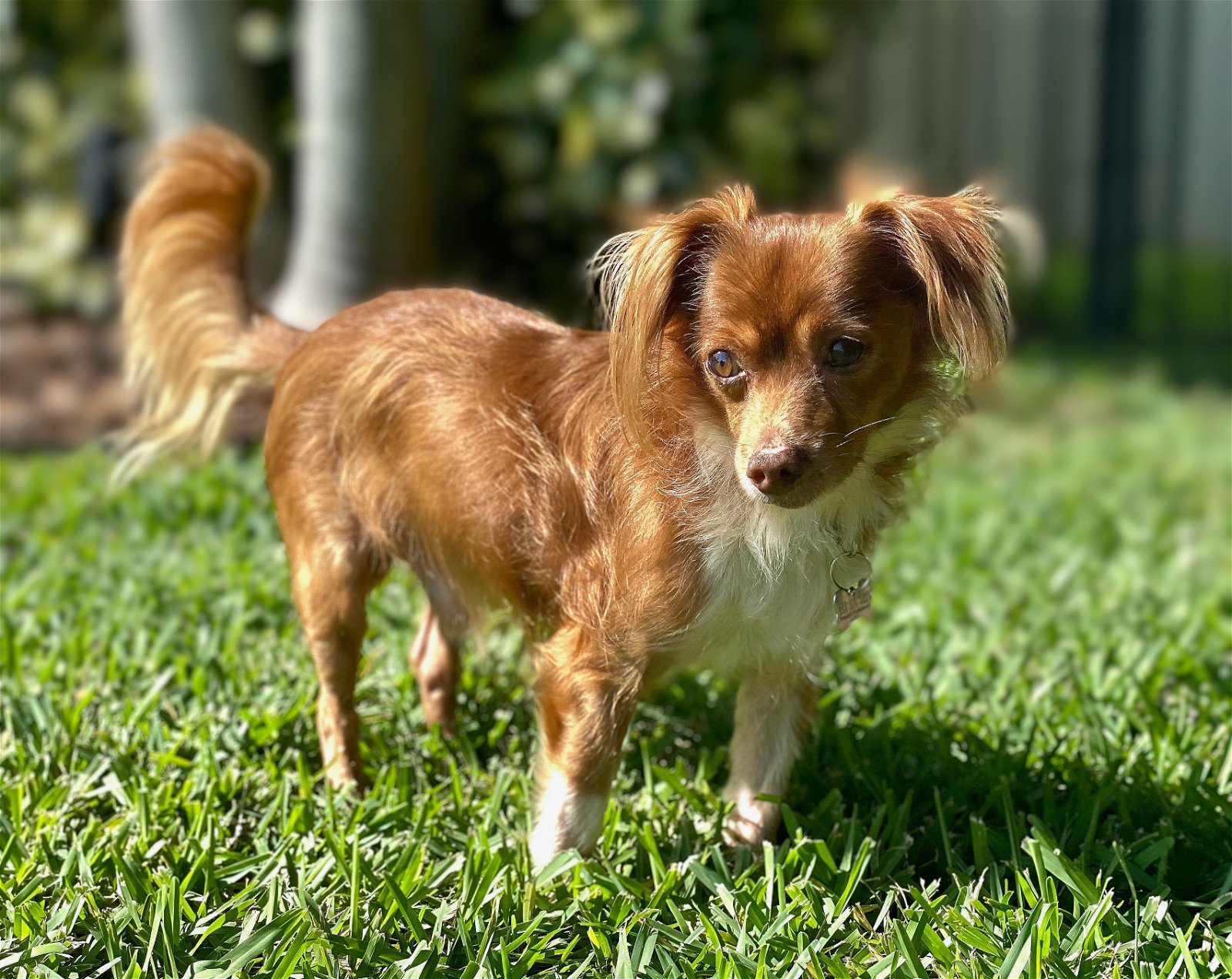 Bobby, an adoptable Papillon in Tampa, FL, 33611 | Photo Image 3