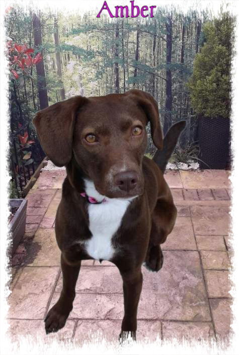 Amber, an adoptable Brittany Spaniel, Labrador Retriever in New Castle, DE, 19720 | Photo Image 2
