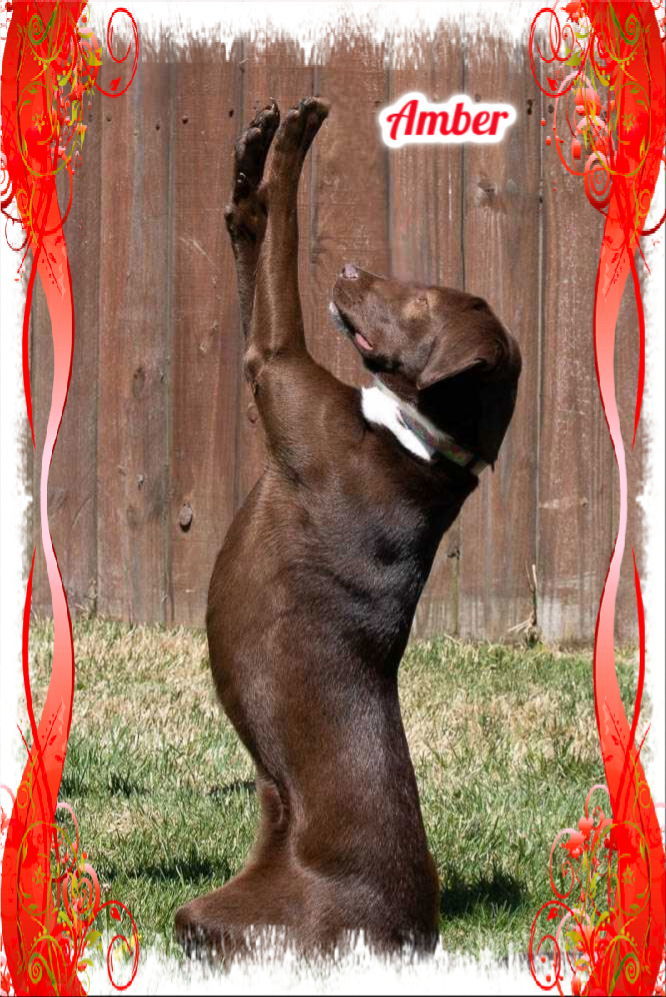 Amber, an adoptable Brittany Spaniel, Labrador Retriever in New Castle, DE, 19720 | Photo Image 3