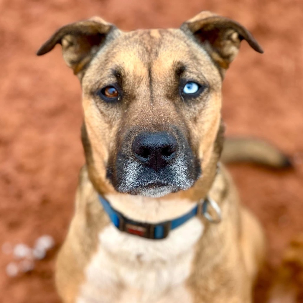 Chickadee, an adoptable Labrador Retriever, Shepherd in Kanab, UT, 84741 | Photo Image 1