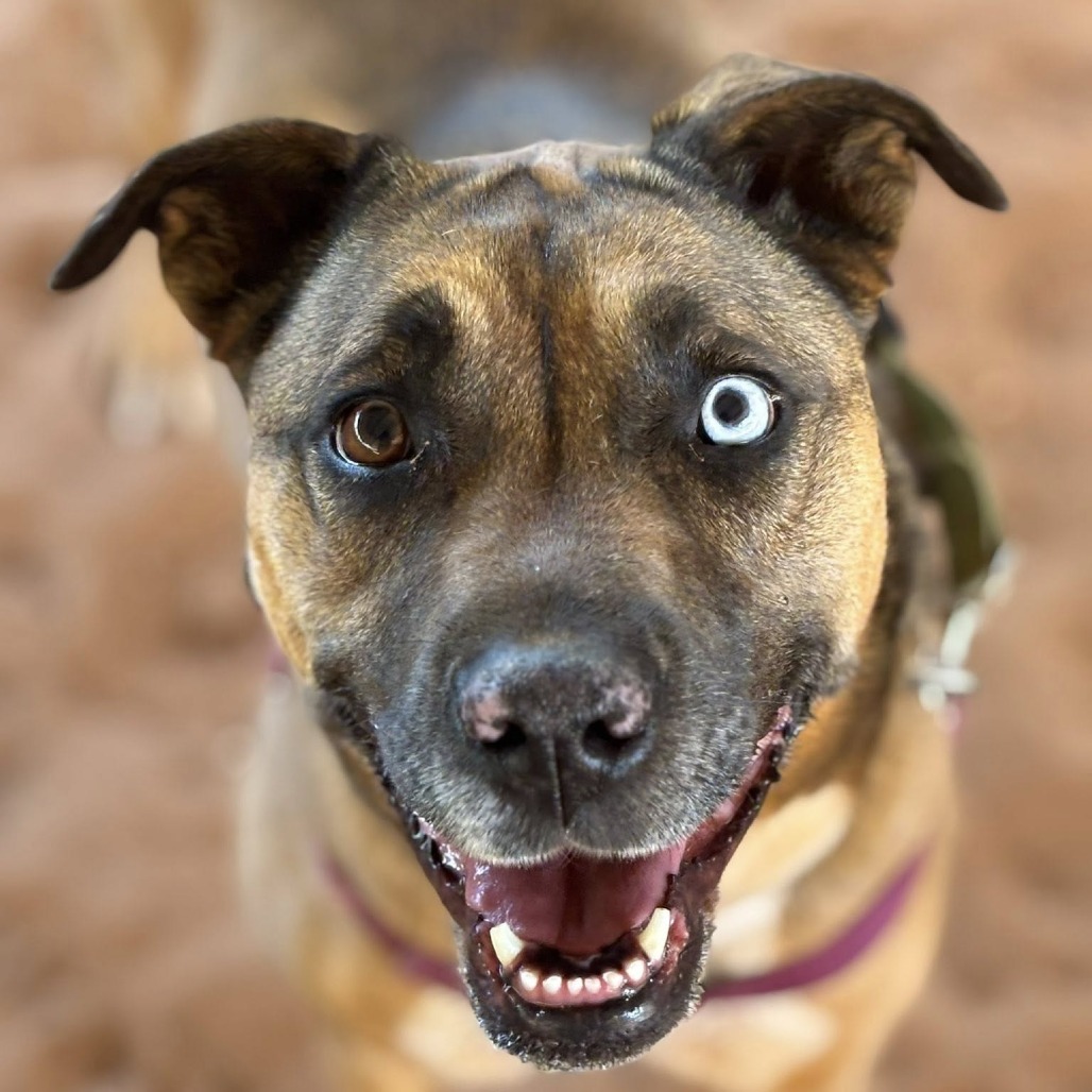 Chickadee, an adoptable Labrador Retriever, Shepherd in Kanab, UT, 84741 | Photo Image 1