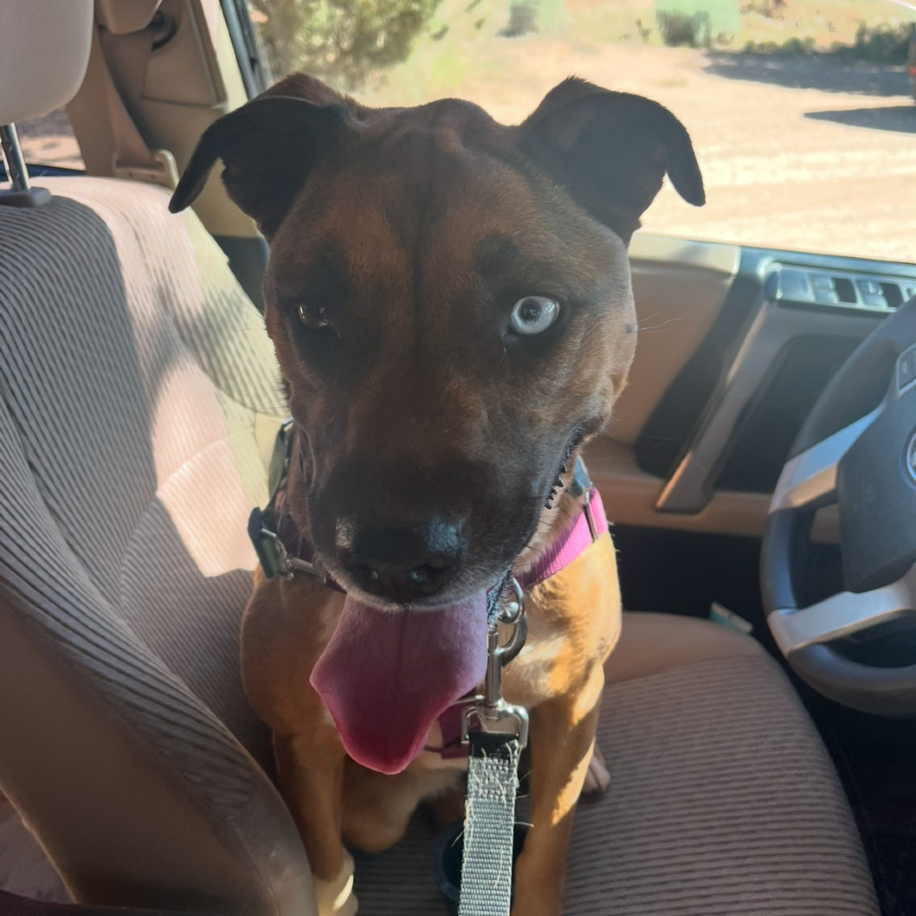 Chickadee, an adoptable Labrador Retriever, Shepherd in Kanab, UT, 84741 | Photo Image 2