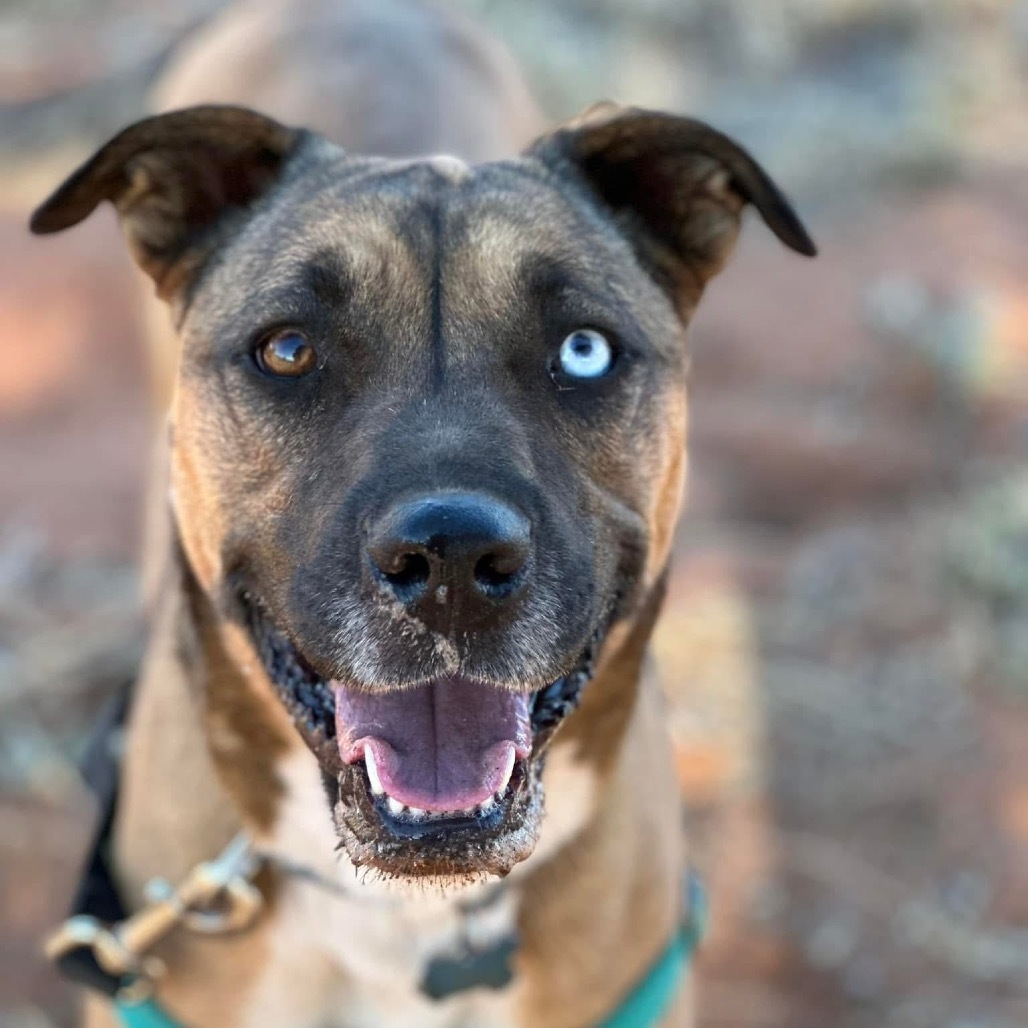 Chickadee, an adoptable Labrador Retriever, Shepherd in Kanab, UT, 84741 | Photo Image 3