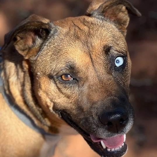 Chickadee, an adoptable Labrador Retriever, Shepherd in Kanab, UT, 84741 | Photo Image 4