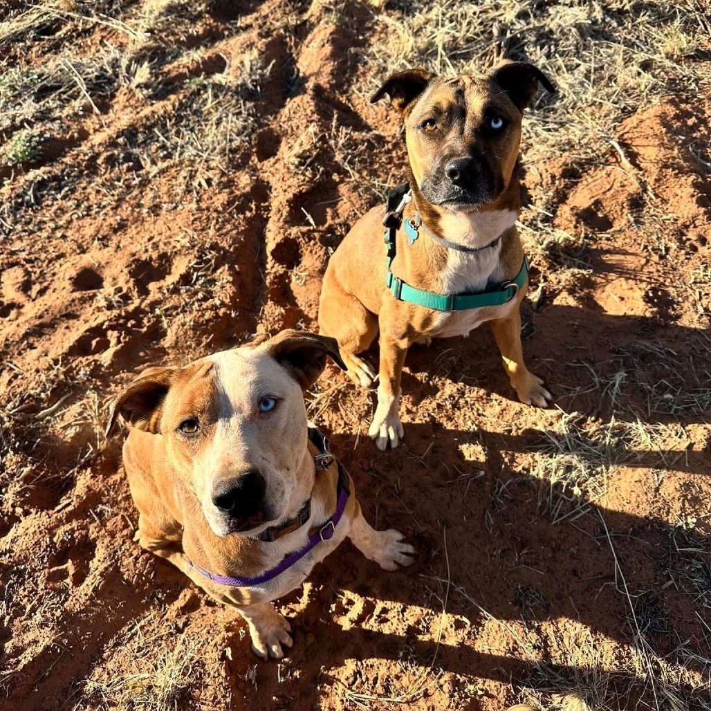 Chickadee, an adoptable Labrador Retriever, Shepherd in Kanab, UT, 84741 | Photo Image 5