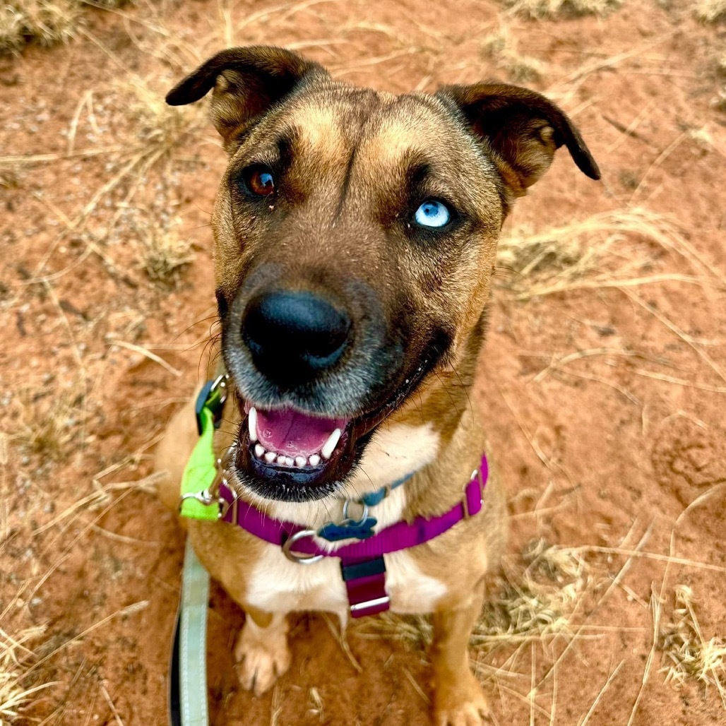 Chickadee, an adoptable Labrador Retriever, Shepherd in Kanab, UT, 84741 | Photo Image 6