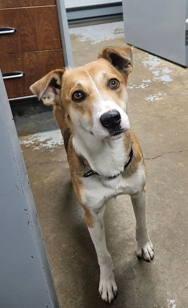 Dog for adoption - Smiley, a Jack Russell Terrier & Pembroke Welsh ...