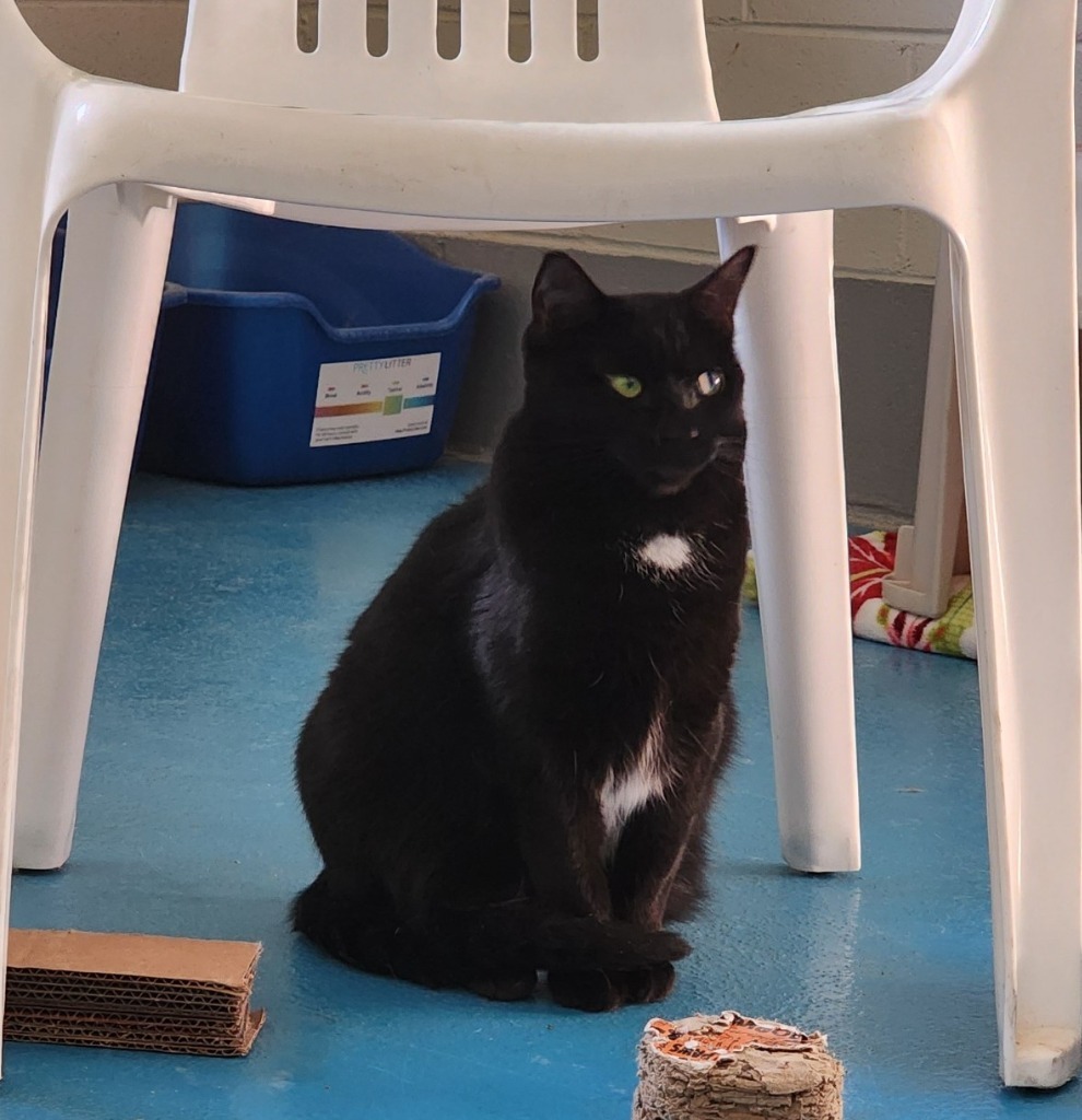 Keenie, an adoptable Domestic Short Hair in Muskegon, MI, 49443 | Photo Image 1