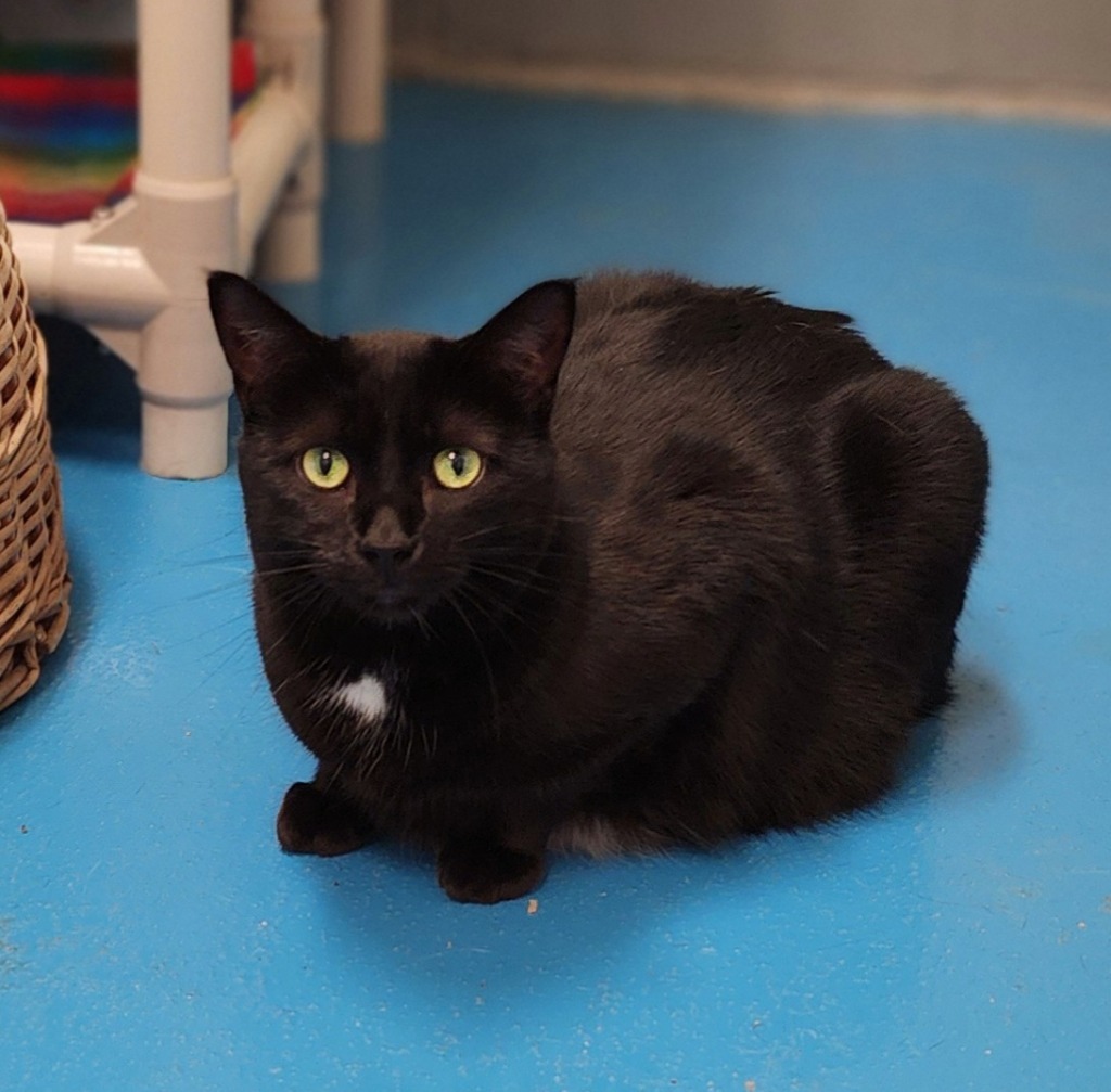 Keenie, an adoptable Domestic Short Hair in Muskegon, MI, 49443 | Photo Image 1