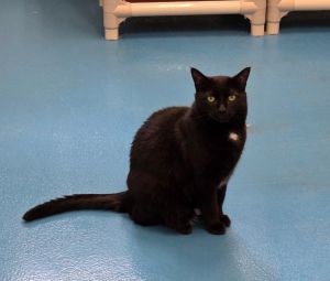 Keenie, Adult Female Domestic Short Hair
