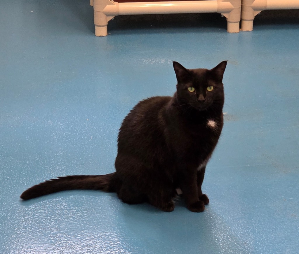 Keenie, an adoptable Domestic Short Hair in Muskegon, MI, 49443 | Photo Image 1