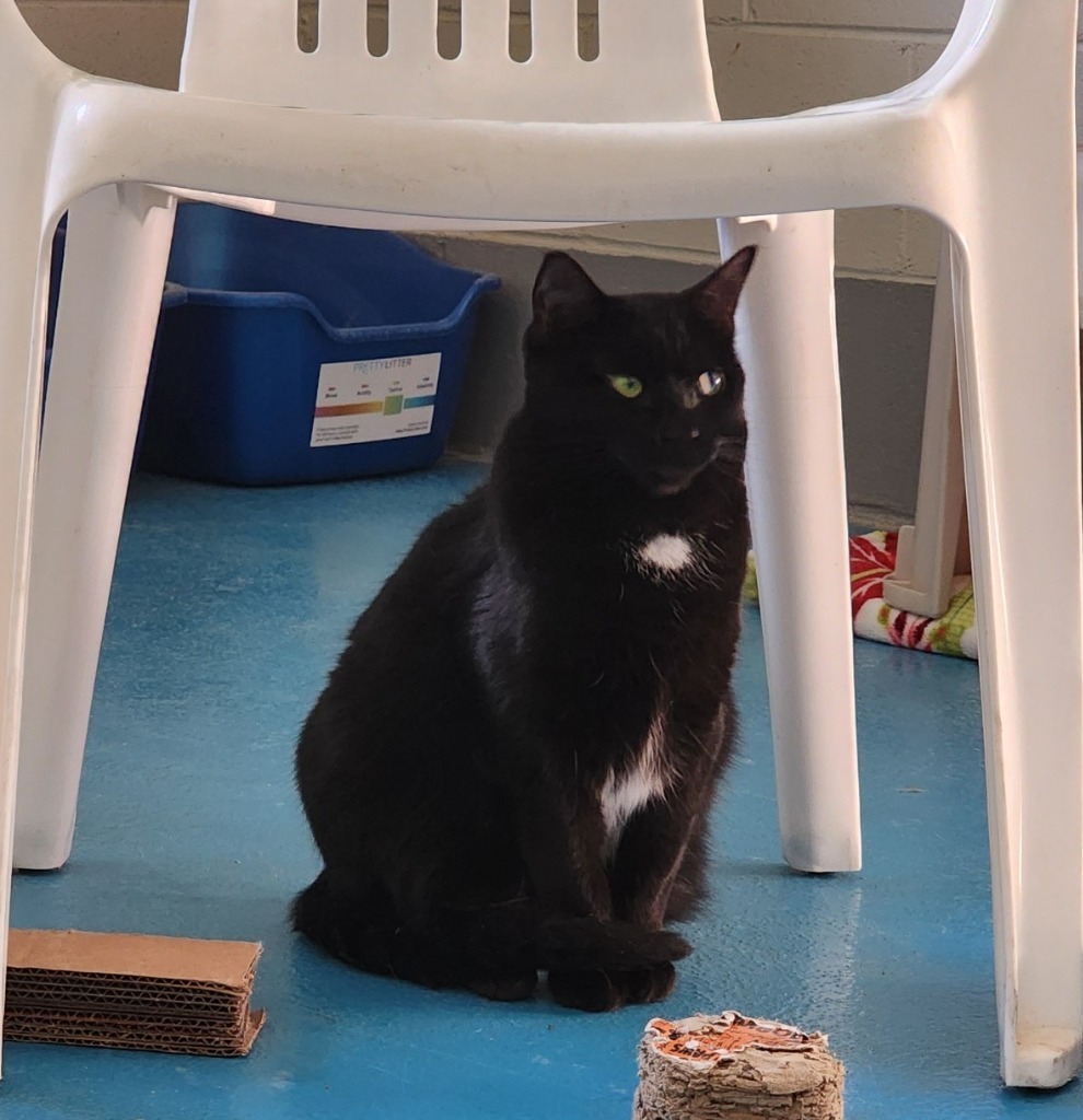 Keenie, an adoptable Domestic Short Hair in Muskegon, MI, 49443 | Photo Image 4