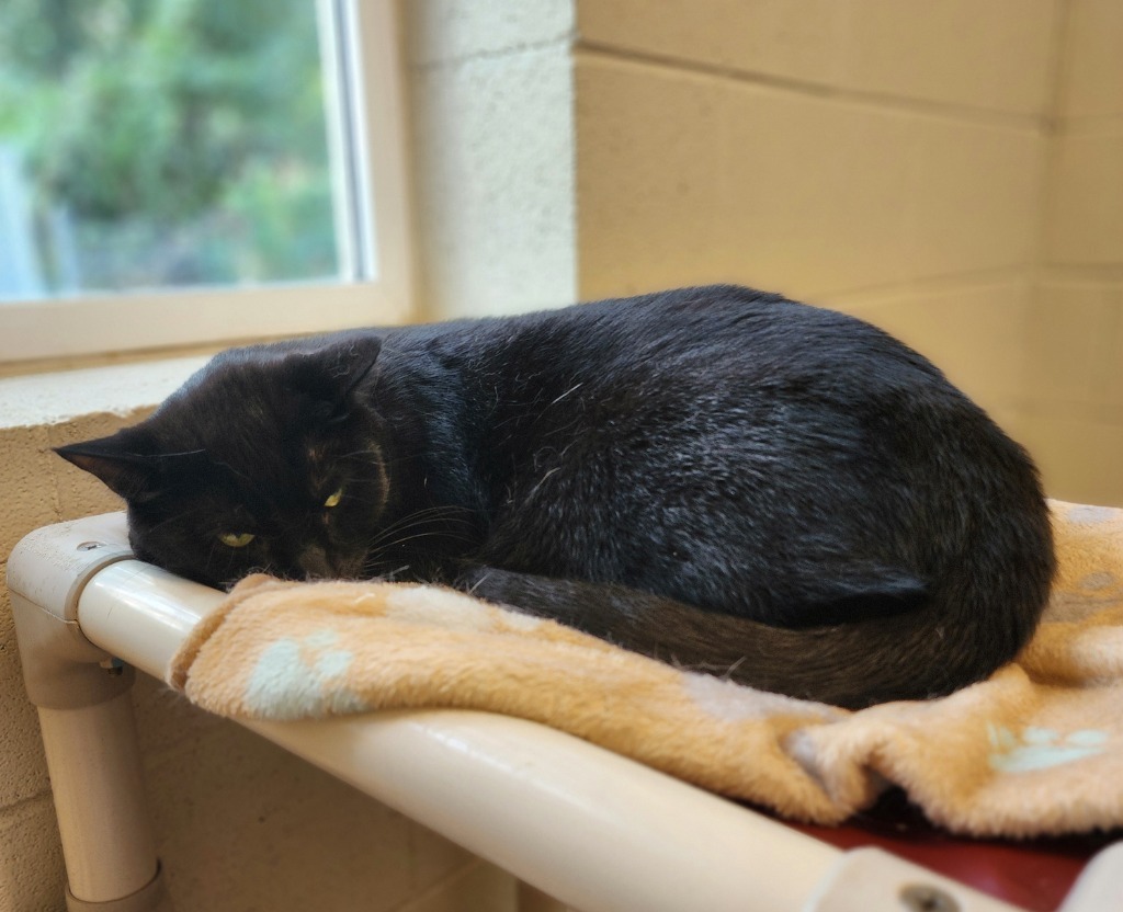 Dale, an adoptable Domestic Short Hair in Muskegon, MI, 49443 | Photo Image 6