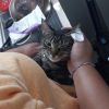 Peanut