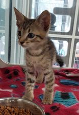 Salsa(adopted)