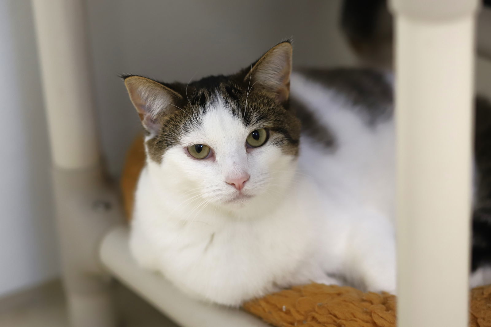 Dawn, an adoptable Domestic Short Hair in Webster, WI, 54893 | Photo Image 1