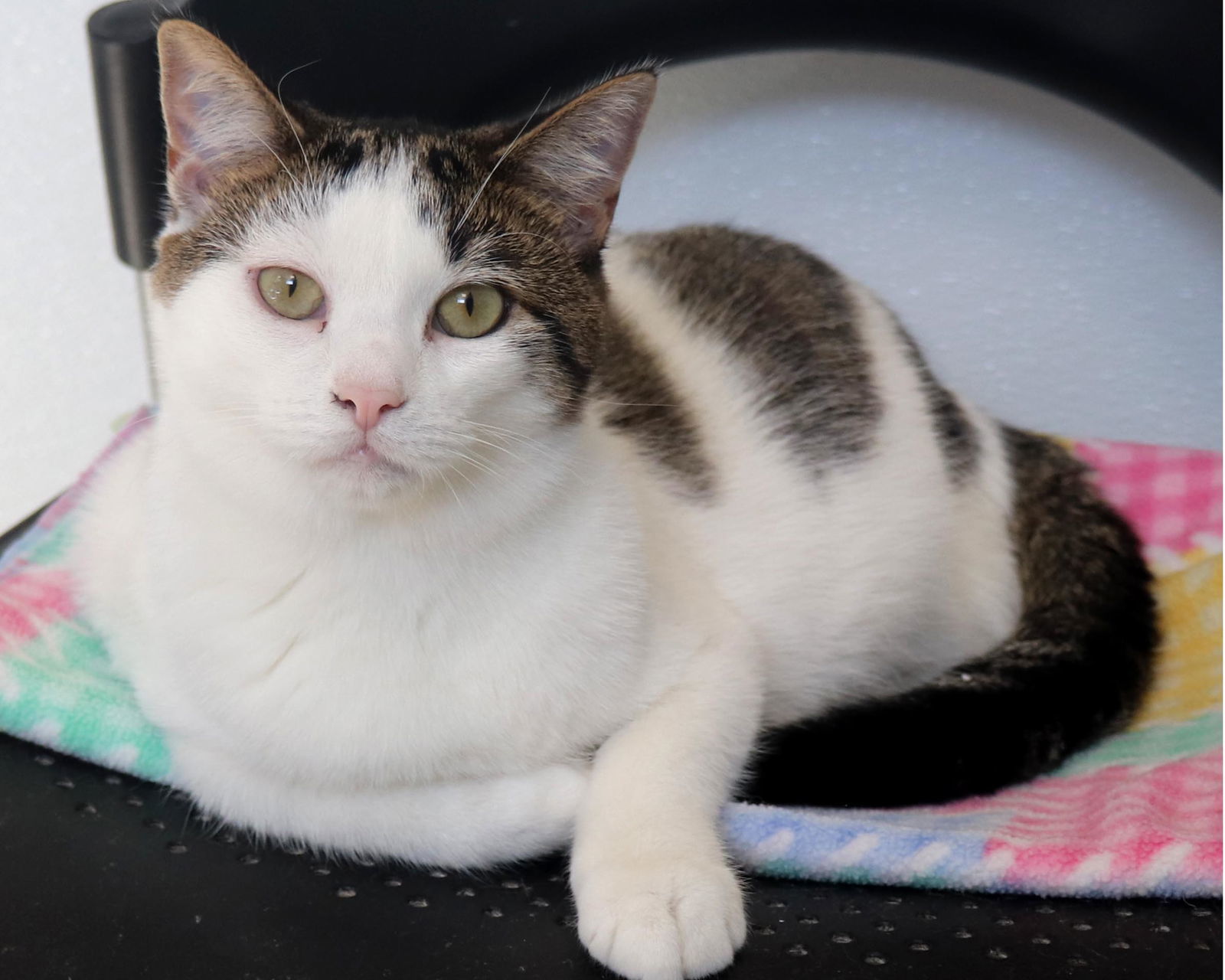 Dawn, an adoptable Domestic Medium Hair in Webster, WI, 54893 | Photo Image 2