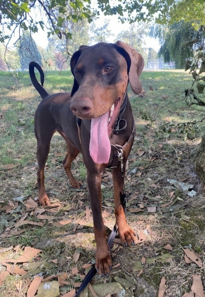 Atilla (Located in VANCOUVER, BC), an adoptable Doberman Pinscher in Edmonton, AB, T6E 0T7 | Photo Image 2