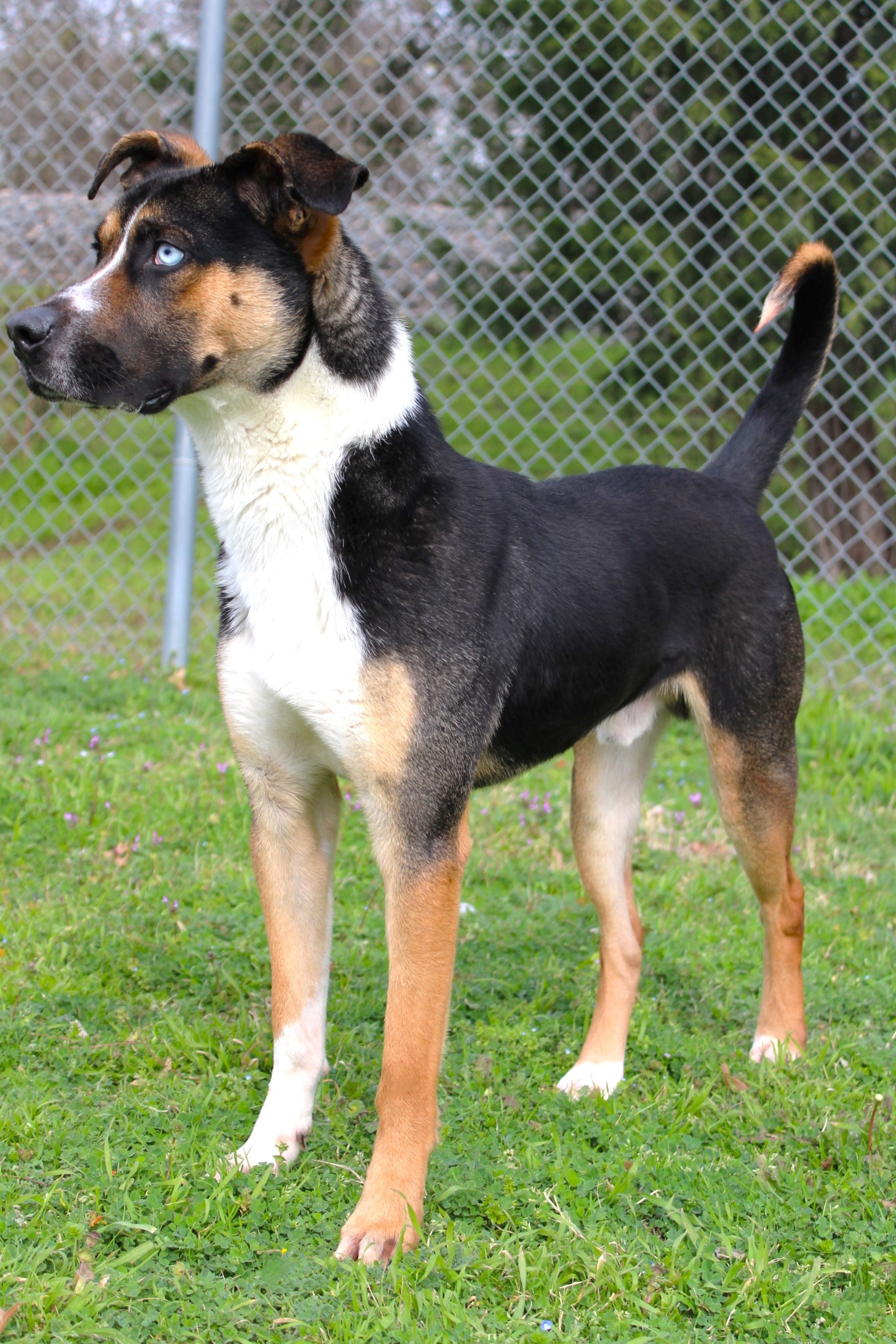 Dog for adoption Rocky, a Shepherd in Midlothian, TX Petfinder