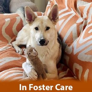 FOSTER CARE My adoption and training fees are 50 off Hello My name is Bruce and Im a 2-year-ol