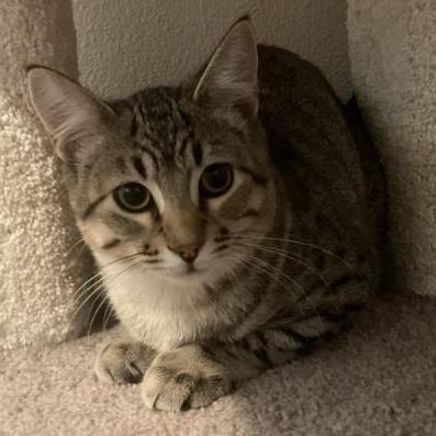Ryder **KITTEN**, an adoptable Tabby in Waverly, IA_image-1