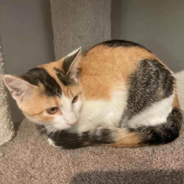 Rory **KITTEN**, an adoptable Calico in Waverly, IA_image-1