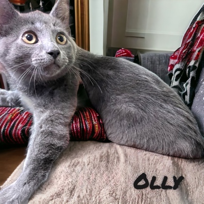 Olly, an adoptable Domestic Short Hair in Cumberland, MD_image-1