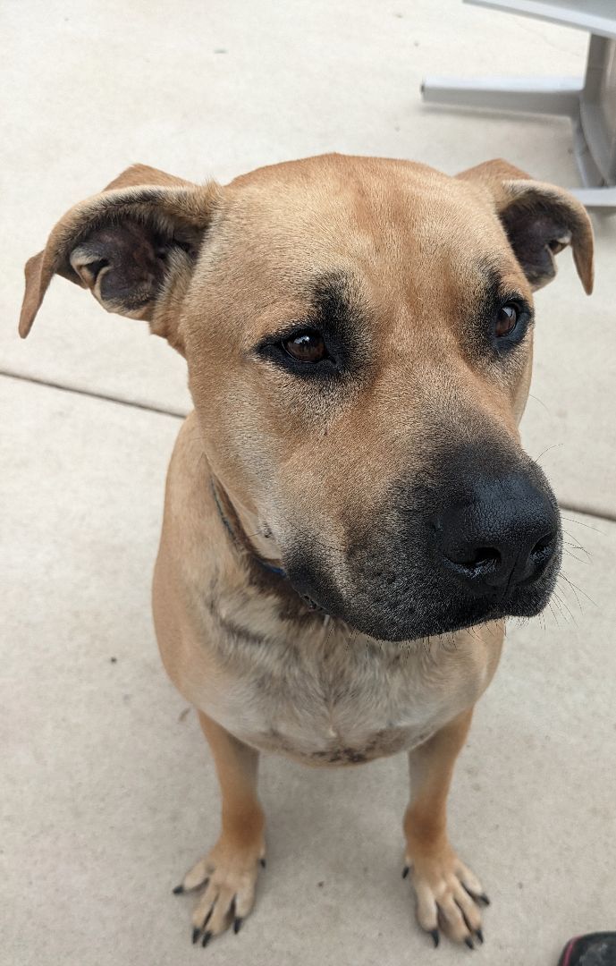 Duke, an adoptable Mastiff in New Ulm, MN, 56073 | Photo Image 1