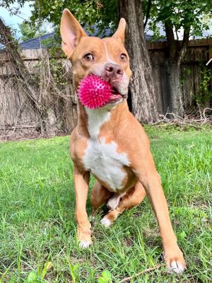 Dog for adoption - Butter Pecan, a Labrador Retriever & Portuguese Podengo  Mix in New Milford, CT