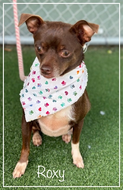 ROXY, an adopted Chihuahua in Marietta, GA_image-3