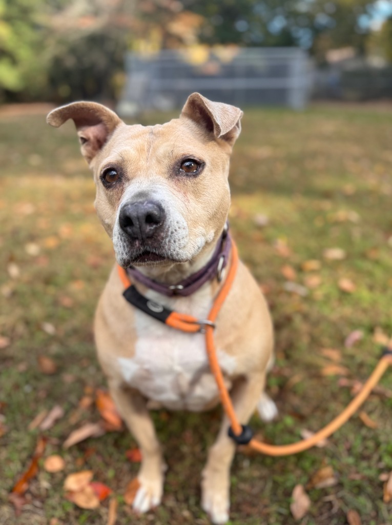 Yahtzee, an adoptable Terrier in Berlin, MD, 21811 | Photo Image 1