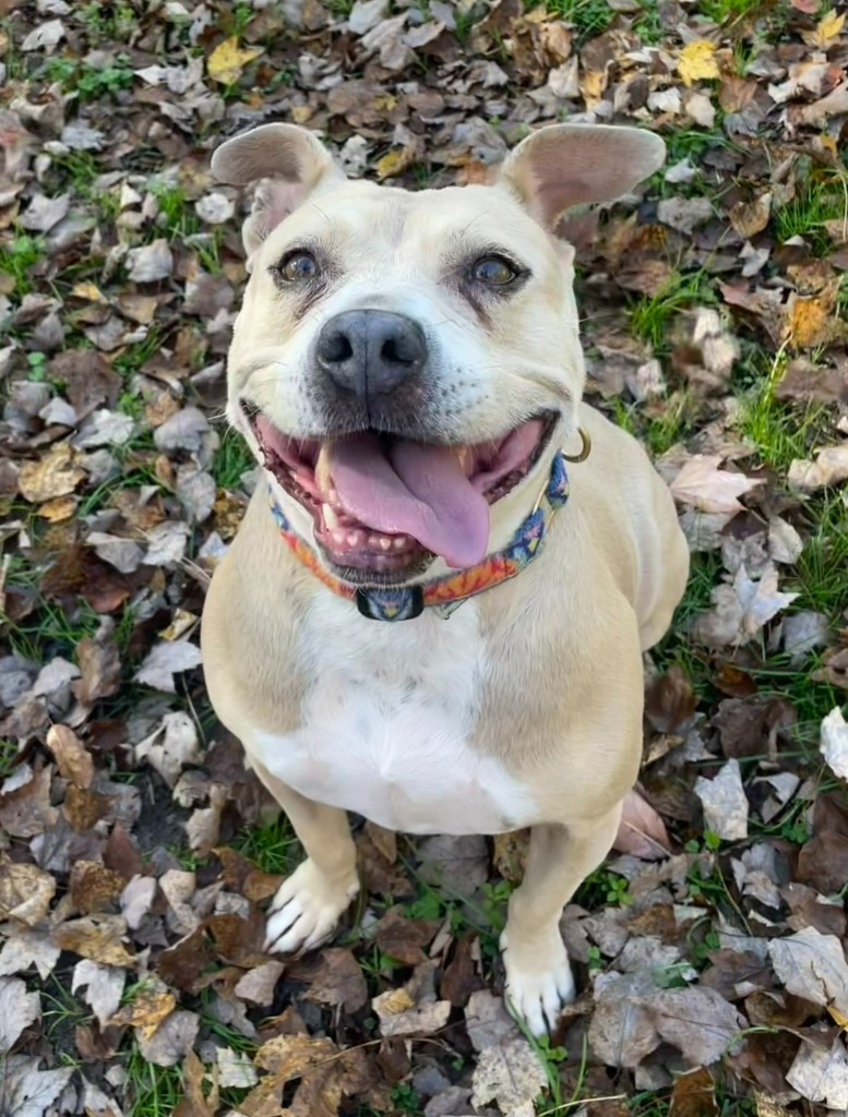 Yahtzee, an adoptable Terrier in Berlin, MD, 21811 | Photo Image 2