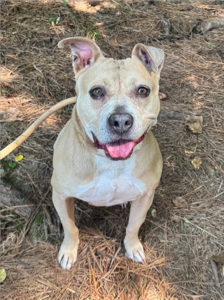 Yahtzee, an adoptable Terrier in Berlin, MD, 21811 | Photo Image 3