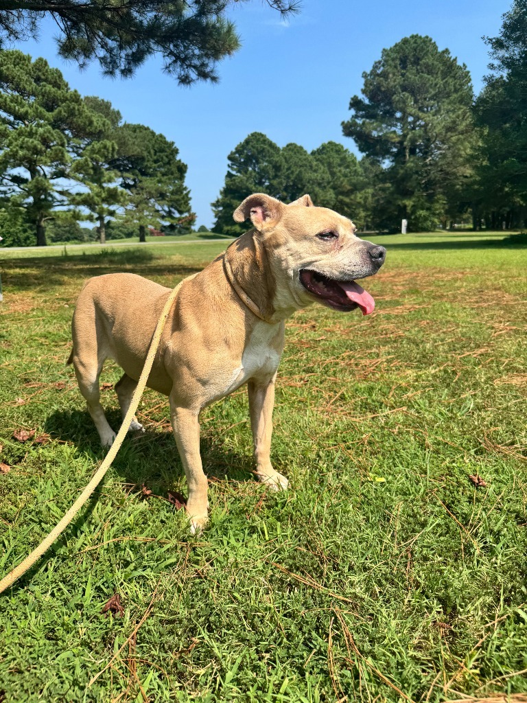 Yahtzee, an adoptable Terrier in Berlin, MD, 21811 | Photo Image 4
