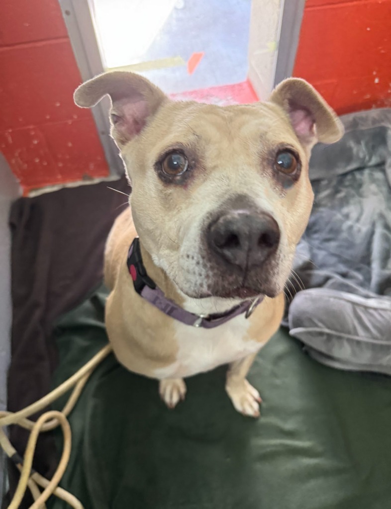 Yahtzee, an adoptable Terrier in Berlin, MD, 21811 | Photo Image 5