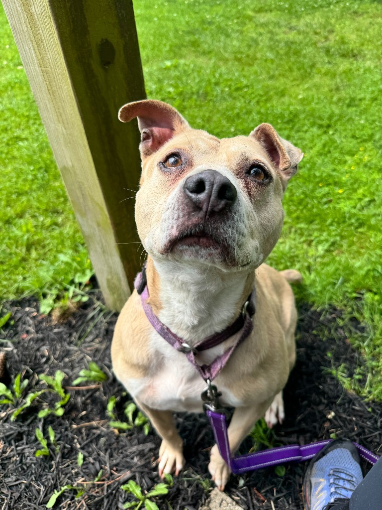 Yahtzee, an adoptable Terrier in Berlin, MD, 21811 | Photo Image 6
