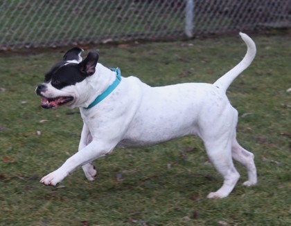 Bella, an adoptable American Bulldog, Mixed Breed in Walla Walla, WA, 99362 | Photo Image 2