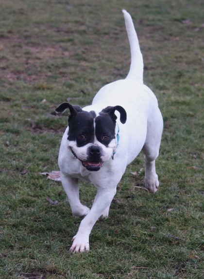 Bella, an adoptable American Bulldog, Mixed Breed in Walla Walla, WA, 99362 | Photo Image 3