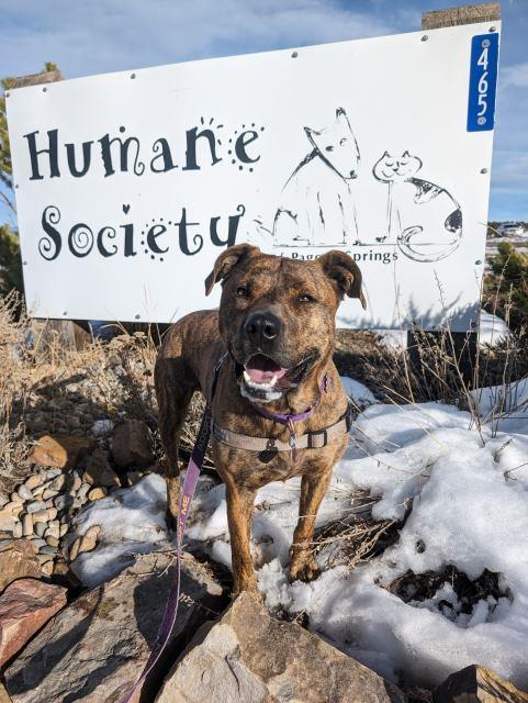 Ruckus, an adoptable Pit Bull Terrier in Pagosa Springs, CO, 81147 | Photo Image 1