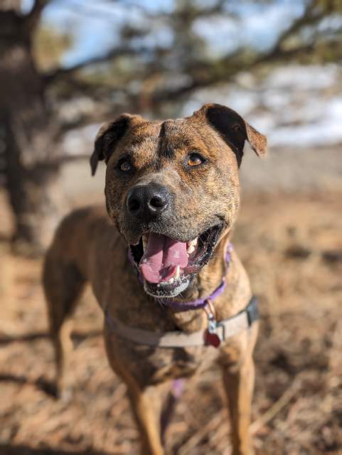 Ruckus, an adoptable Pit Bull Terrier in Pagosa Springs, CO, 81147 | Photo Image 3