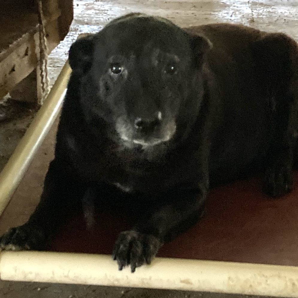 Photo of Senior Female Black Labrador Retriever Black, White / Cream