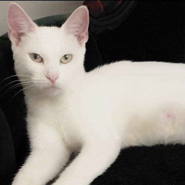 Photo of Adult Female Domestic Short Hair White