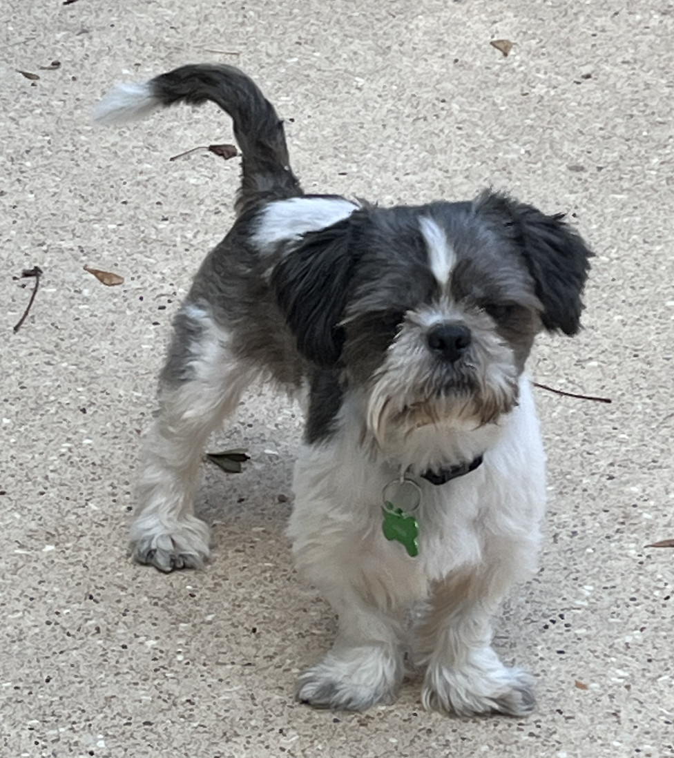 Photo of Adult Male Shih Tzu Tricolor (Brown, Black, & White)