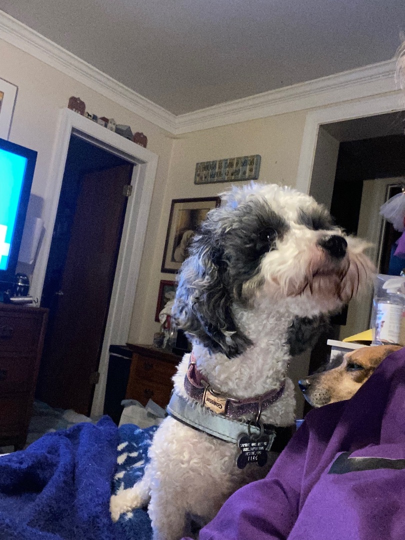 Photo of Young Male Miniature Poodle Gray / Blue / Silver, White / Cream