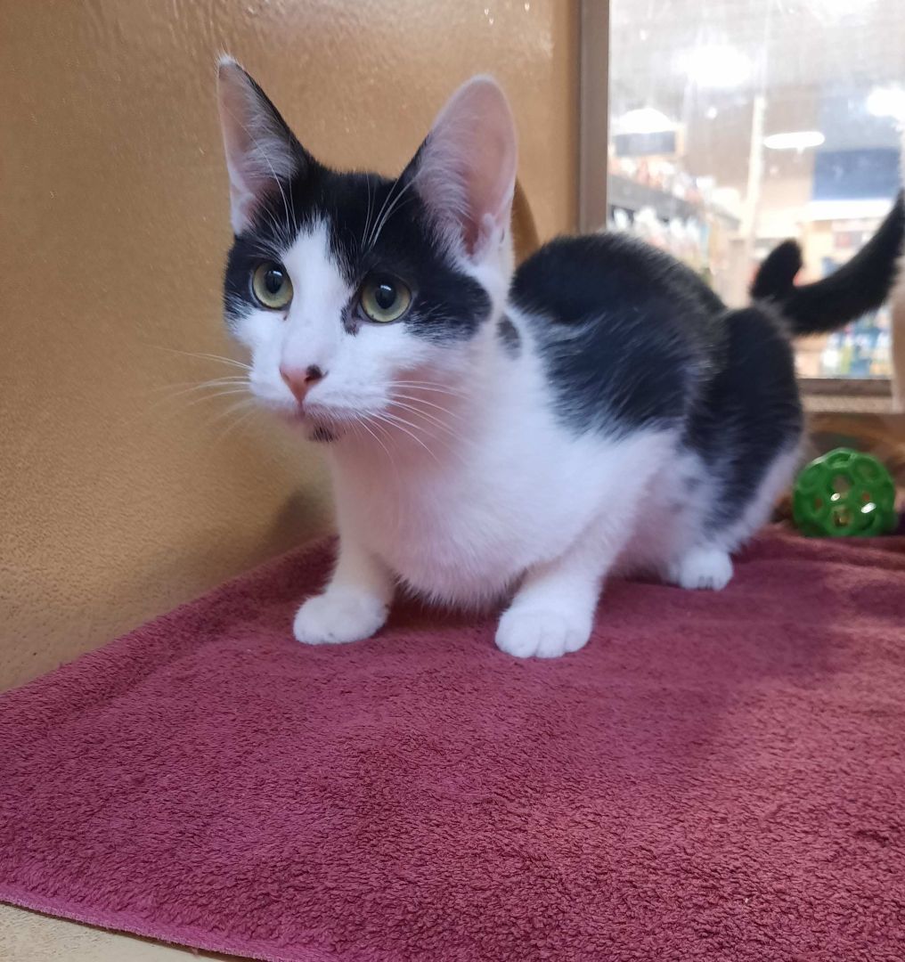 Photo of Baby Male Domestic Short Hair Black & White / Tuxedo