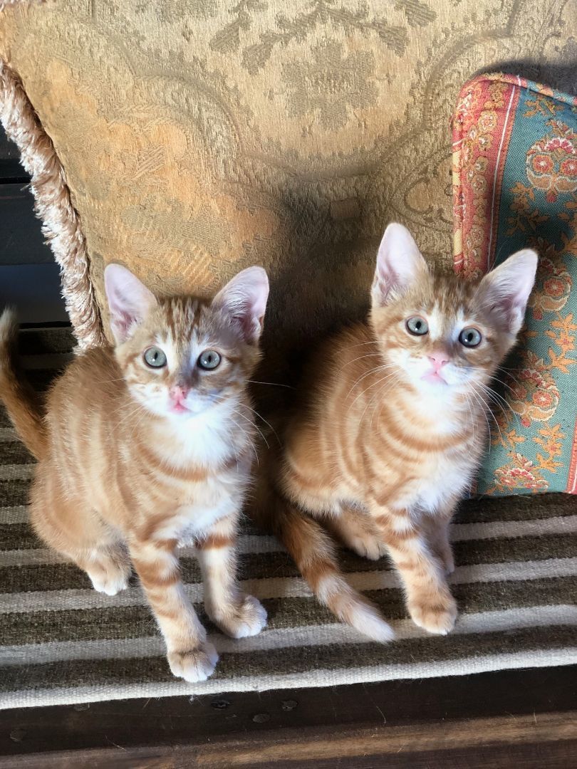 Photo of Baby Male Domestic Short Hair Tabby (Orange / Red)
