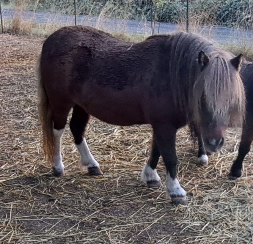 Photo of Adult Female Miniature Horse Silver Bay