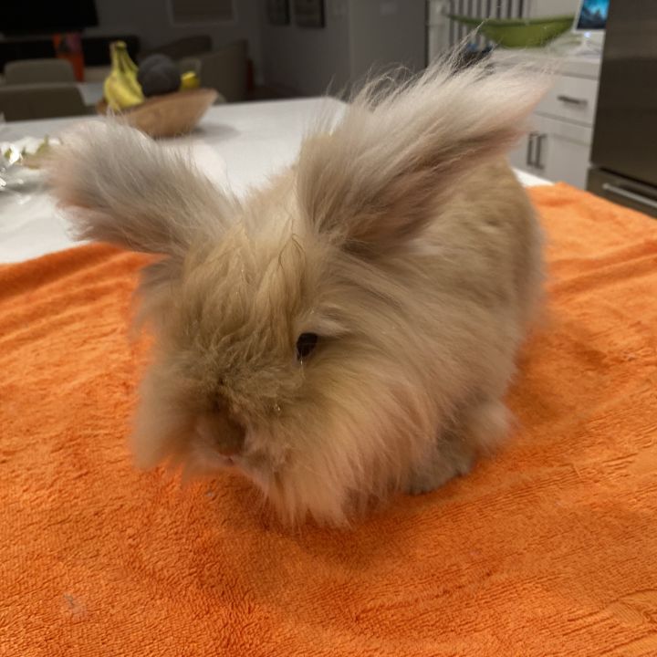 Angora lionhead hot sale mix rabbit